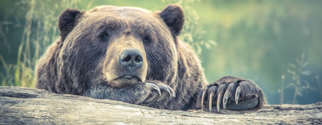 A Bald-Headed Prophet and Bear&nbsp;Attack